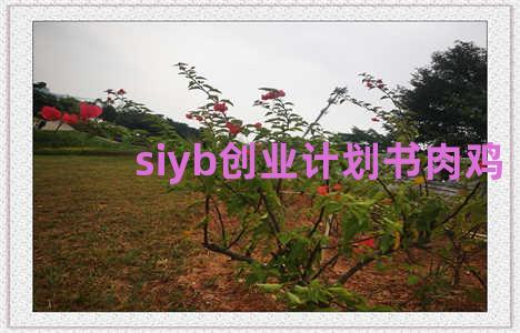 siyb创业计划书肉鸡